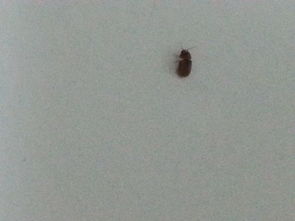 家里有一种奇怪的小虫子不知道是从哪里长出来的,特别多,天天弄死第二天还有很多