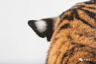 为何所有老虎的耳朵上都长有一片白色毛发 科学家有两种推测