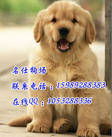哪一种狗狗最听话家庭适合养一种宠物狗广州哪里有卖金毛犬 广州大型犬 广州宠物狗 