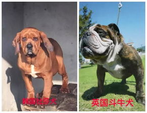 天津市建成区内禁养烈性犬,种类包括藏獒 恶霸犬等