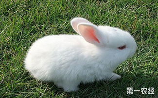 不同时期的兔子要怎么饲养 不同时期兔子的饲养管理