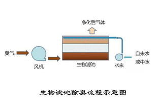 除臭攻略中，哪些方法最有效？