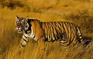 老虎的品种都有哪些呢 请您发图片和名称 