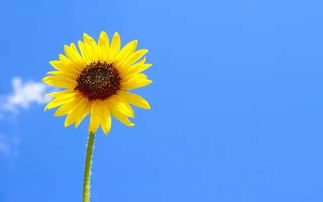 家里种太阳花吉利吗 太阳花的寿命有几年