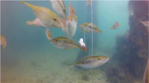 高清拍摄水下鱼咬钩画面,终于知道我为什么钓不到鱼 