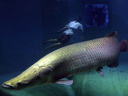 盘点全球吓死人的巨型鱼类 巨鲅重300公斤 