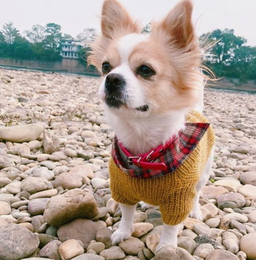 为什么不建议养 母犬 ,看到原因太戳心了