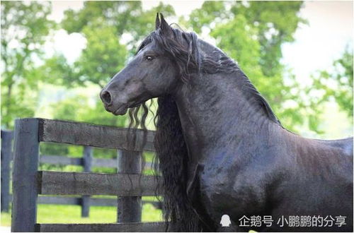 马马马马 属马的人最适合谁 夫妇相亲相爱,全家幸福美满