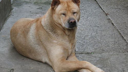 大黄狗咬死家中的鸡,被主人乱棍打死,转身后对着狗猛磕头