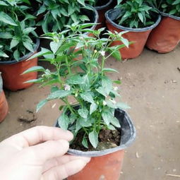 七彩椒种植技术 七彩椒一般采用播种种植,大约3个月即可结果 