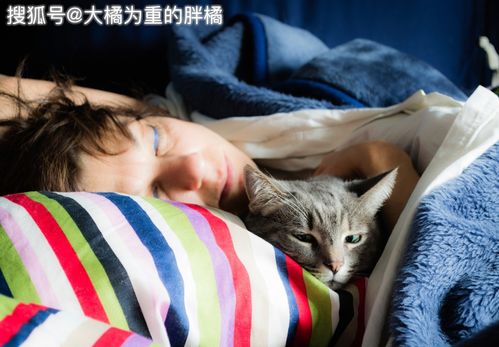 跟猫咪睡觉时的4个注意点,别关卧室门,勉强猫咪 陪睡 并不好