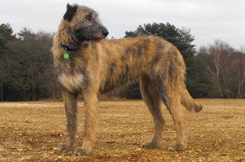 世界十大体型最大的狗 藏獒上榜,第二是土耳其国犬