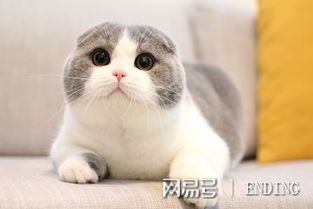 冷知识 猫为什么要捉老鼠