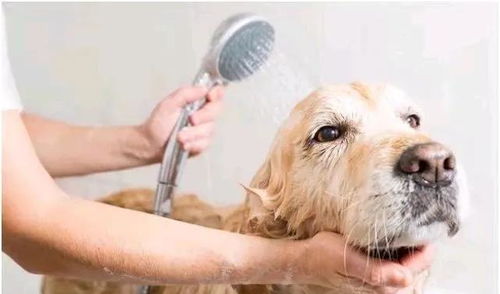 狗狗毛发干燥粗糙的4个主要原因