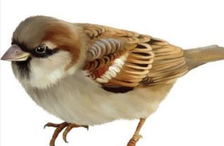 13种农村乡下常见的 鸟 ,说说你能认出哪几种