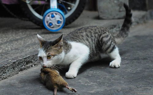 猫抓鼠,那是什么年代的事 为什么现在的猫都不抓老鼠了