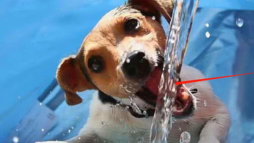 狗狗是如何吃水的 100倍的慢镜头告诉你,看完大开眼界 