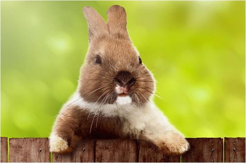 生肖兔幸运色是什么色,幸运数字是几,2月中旬要小心什么事情