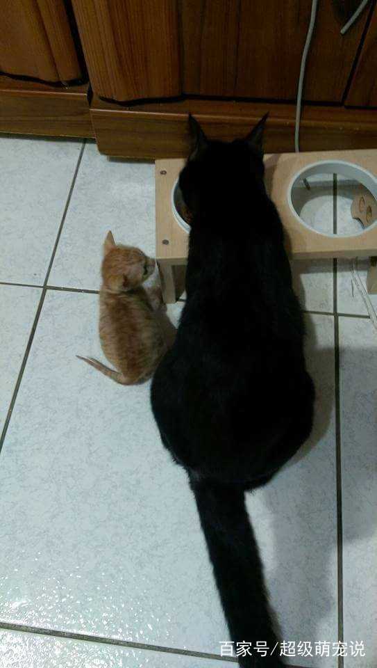 网友去年收养一只小橘猫,可不到半年就比家里的黑猫大了这么多