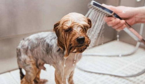 狗狗不洗澡会有味道,洗澡次数过多也不好,洗澡技巧主人要掌握