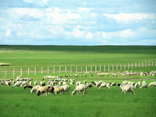 法媒 用几千只羊就解决世界性难题,中国这简直 反人类 操作