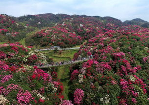 毕节看杜鹃花旅游指南去贵州毕节看杜鹃花怎么走(春林停车场收费标准是多少)