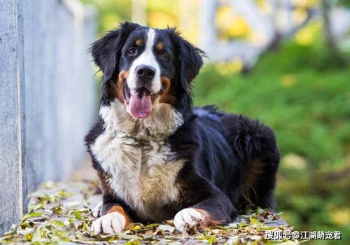 狗狗寿命排行榜 8种生命最短的狗,有你家的吗