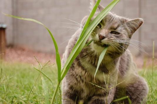 猫咪为什么喜欢吃草 别担心,猫咪吃草有这6点好处