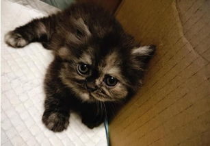 纸箱幼猫没人要,4个月后它们毛发越洗越淡,橘猫变仙气灰猫