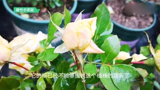 为什么花打了花苞会掉(花打花苞了施什么肥)