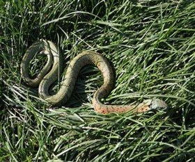 家门口有蛇是什么征兆 