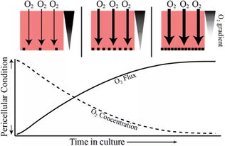 培养系统中细胞氧输送的局限性 基础和转化研究中一个未被重视的问题 