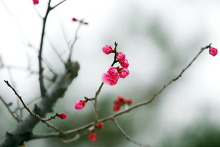 红梅花开