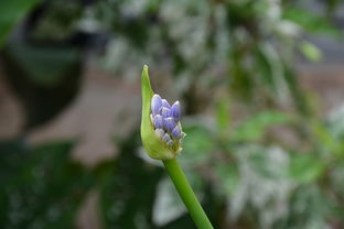 按钮,鲜花,植物,性质,花园,春,植物学家,紫色的花,刺,花的领域 