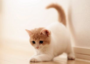 猫界未解之谜 中国猫咪能听懂外国猫咪在 说 什么吗