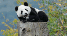 股票熊猫烧香什么意思