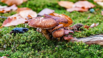 秋苔叫什么，秋苔是什么