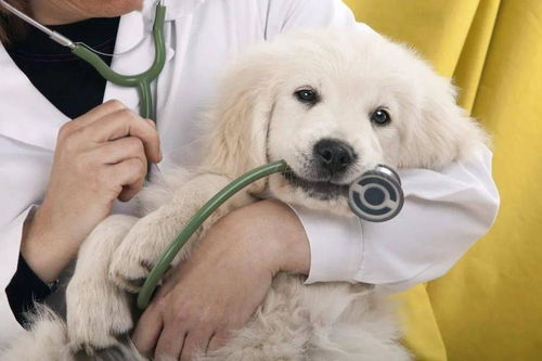 狗狗肾炎的症状有哪些 怎么治疗 多久能治好