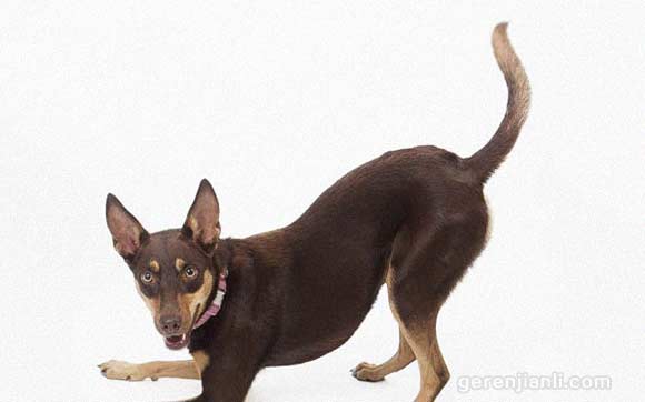 澳大利亚5种最知名的本土狗狗