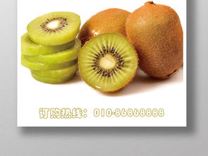 奇异果和猕猴桃是一种水果吗？猕猴桃和奇异果是同一品种水果吗