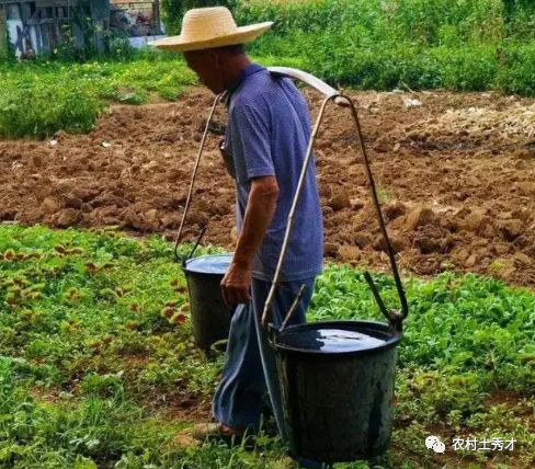 为什么农村禁止用粪水浇蔬菜(用粪水浇菜没事吗)