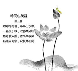 关于莲花的诗句翻译