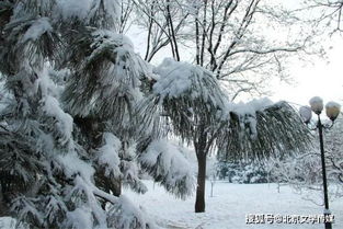 千尺雪名言  七绝大雪祝福？