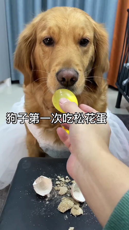 狗子第一次吃皮蛋 