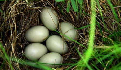 美国女子答应孩子请求 把鸭蛋放进胸罩孵化 35天后鸭蛋孵化成功