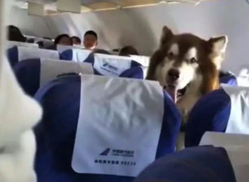 情感抚慰犬确实可以进机舱﹐但阿拉斯加会是情感抚慰犬麽 