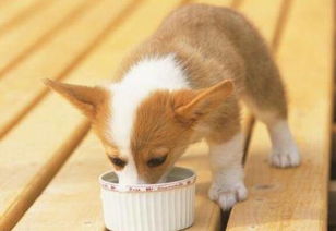 狗狗为什么不能吃这7种食物 