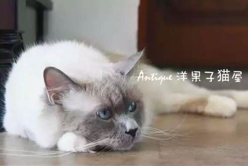 养伯曼猫是怎样一种体验(伯曼猫是什么品种)