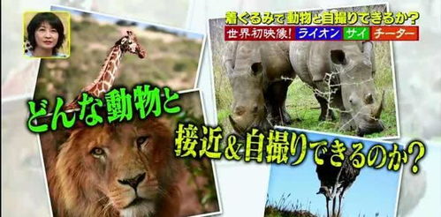 为节目真拼命 日本谐星打扮成狮子和野生狮子近距离自拍合照
