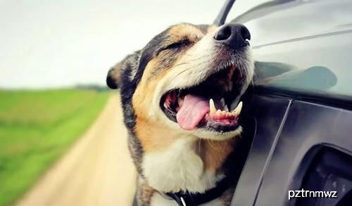 养宠经验分享 汽车内狗臭味怎么去除,怎样去除汽车内的狗臭味